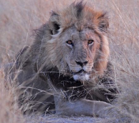 botswana-952727_960_720