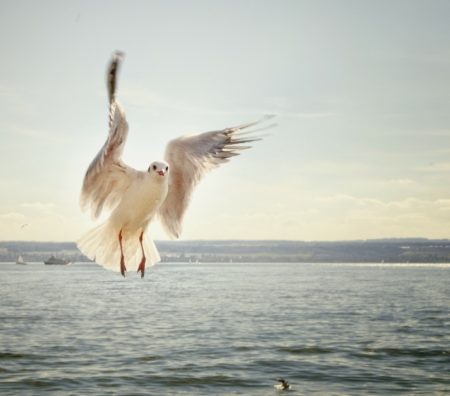 gull-192909_1920